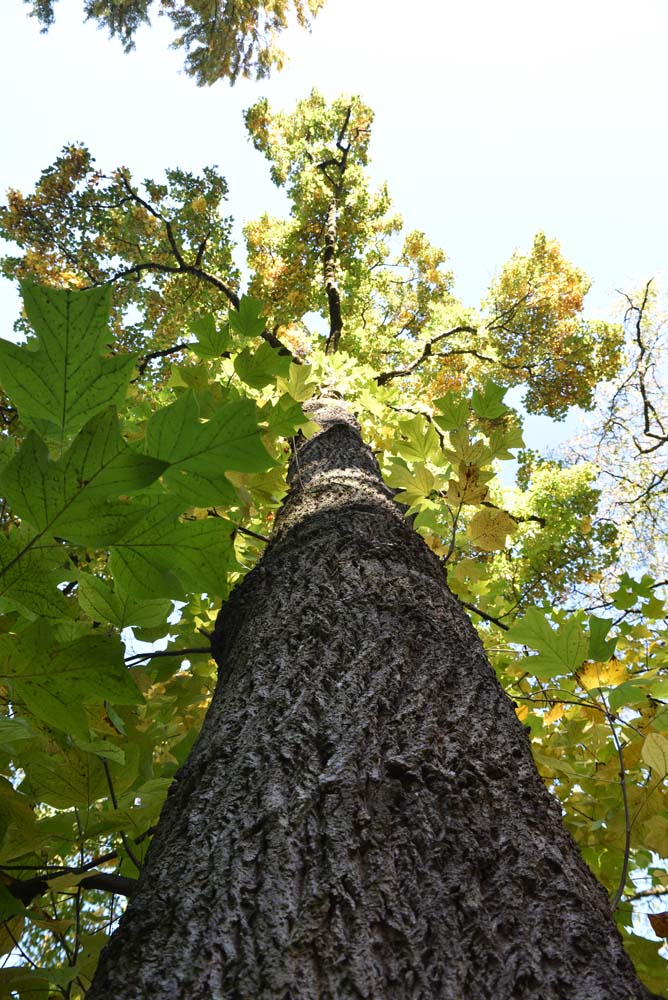 Baum und Mensch im Klimawandel